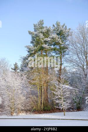 Foehre, Pinus sylvestris, Scots pine, Pinus sylvestris Stock Photo