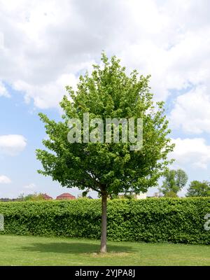 Feld-Ahorn, Acer campestre Elsrijk, Field maple, Acer campestre Elsrijk Stock Photo