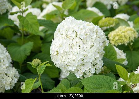 Schneeball-Hortensie, Hydrangea arborescens Annabelle, Snowball hydrangea, Hydrangea arborescens Annabelle Stock Photo