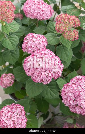 Wald-Hortensie, Hydrangea arborescens INCREDIBALL BLUSH, Hydrangea arborescens, Hydrangea arborescens Incrediball BLUSH, Forest hydrangea Stock Photo