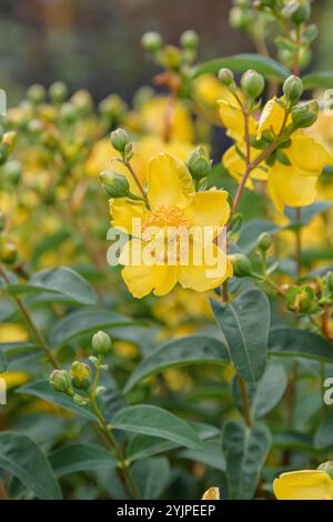 Johanniskraut, Hypericum Hidcote, St. Johns Wort, Hypericum Hidcote Stock Photo