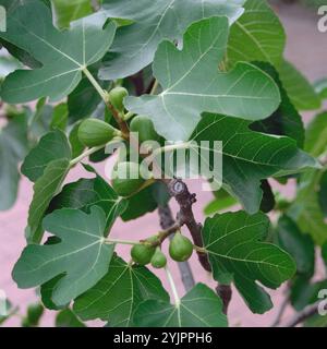 Ficus carica, Ficus carica Stock Photo