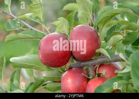 Apfel, Malus domestica Elstar van der Grift, Apple, Malus domestica Elstar van der Grift Stock Photo