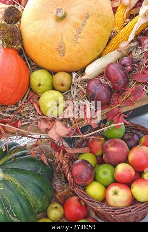 Ernte, Apfel , Malus domestica, Kuerbis, CucurbitaZwiebel, Harvest, apple, Malus domestica, pumpkin, Cucurbita onion, Cucurbita Onion Stock Photo