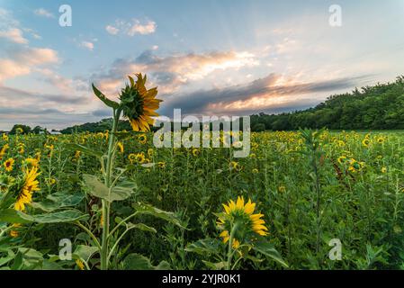 sunrise over sunflower field ohio Stock Photo