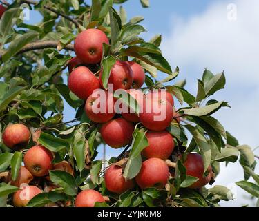 Malus domestica Elstar, Malus domestica Elstar Stock Photo
