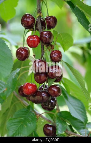 Suesskirsche Prunus avium Braune Leberkirsche, Sweet cherry Prunus avium cherry brown liver, Sweet cherry Prunus avium Brown liver cherry Stock Photo