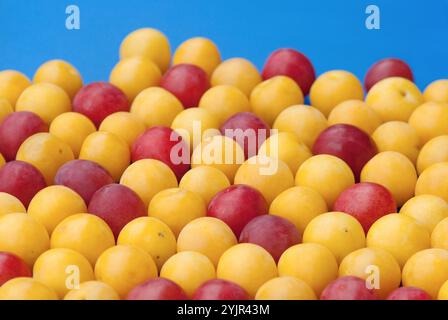 Kirschpflaumen Prunus cerasifera, Cherry plum Prunus cerasifera, Cherry plums Prunus cerasifera Stock Photo