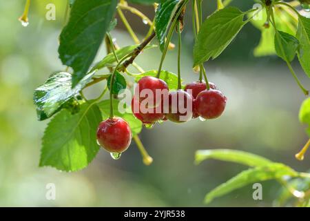Sauerkirsche Prunus cerasus MORELLENFEUER, Sour cherry Prunus cerasus Morell FIRE, Sour cherry Prunus cerasus MORELL FIRE Stock Photo
