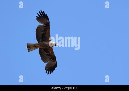 Booted Eagle in flight from below against the blue sky Stock Photo