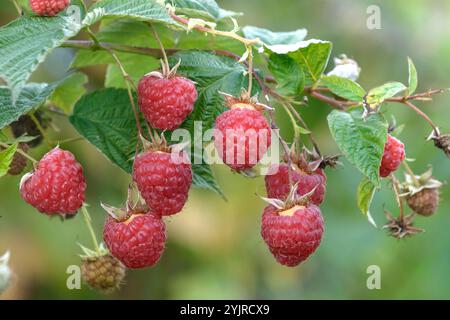 Himbeere Rubus idaeus Annamaria, Raspberry Rubus idaeus Anna Maria, Raspberry Rubus idaeus Annamaria Stock Photo
