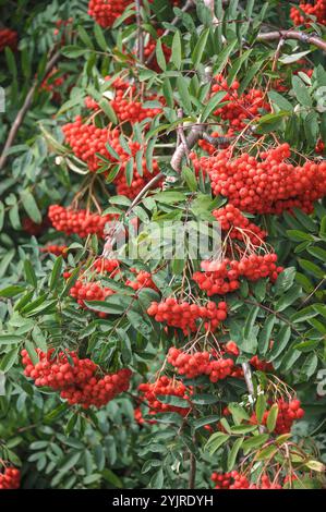 Edel-Eberesche Sorbus aucuparia Rosina, Precious Rowan Sorbus aucuparia Rosina, Noble rowan Sorbus aucuparia Rosina Stock Photo