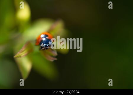 Red Ladybug Beetle Crawling on Green Plant Bud Leaf in Sunny Summer Garden Field Meadow Stock Photo