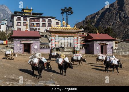 Still the most normal way to transport food and other necessary items in the Himalayan regions is on the back of a yak. Stock Photo