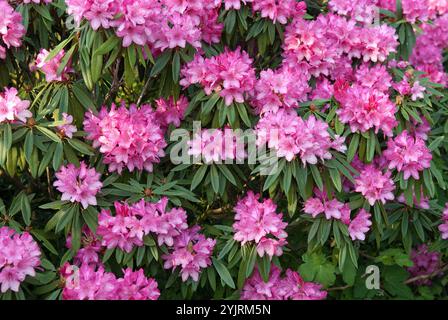 Makinoi-Alpenrose Rhododendron makinoi Rosa Perle, Makinoi-Alpenrose Rhododendron makinoi Pink Pearl, Makinoi Alpine Rose Rhododendron makinoi Pink Pe Stock Photo