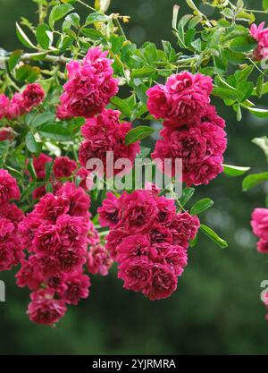 Rosa Excelsa, pink Excelsa Stock Photo