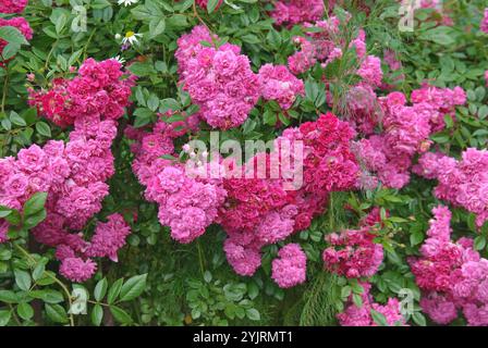 Ramblerrose Rosa Super Excelsa, Rambler Rose Rosa Super Excelsa Stock Photo