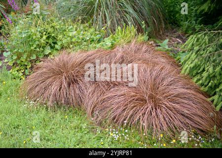 Neuseeland-Segge Carex comans Bronze Form, New Zealand sedge Carex comans Bronze shape Stock Photo