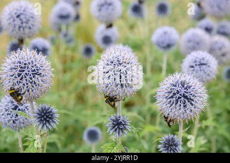 Banater Kugeldistel Echinops bannaticus Taplow Blue, Banat globe thistle Echinops Taplow Blue bannaticus, Banat globe thistle Echinops bannaticus Tapl Stock Photo