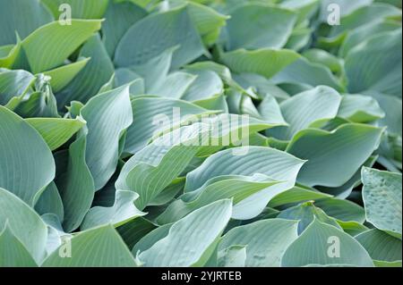 Graublaue Funkie Hosta Krossa Regal, Gray Blue Hosta Hosta Krossa Regal, Gray Blue Hosta Krossa Regal Stock Photo