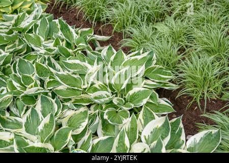 Funkie Hosta Patriot, Hosta Hosta Patriot Stock Photo