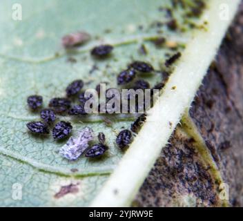 Chrysanthemum Lace Bug (Corythucha marmorata) Stock Photo