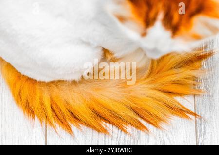 fluffy red tail near cat, close-up.  Stock Photo