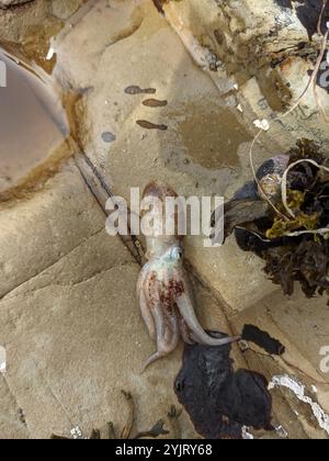 East Pacific red octopus, Octopus rubescens, aka ruby octopus, Sund ...