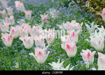 Tulpenbeet Tulipa Holland Chic, Gedenkemein Omphalodes verna, Tulpenbeet Tulipa Holland Chic, Gedenkemein Omphalodes nailed Stock Photo