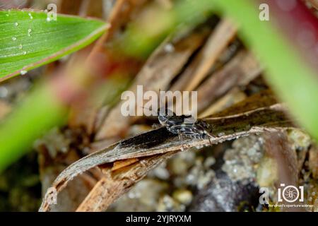 Smaller Sand Cricket (Ellipes minuta) Stock Photo