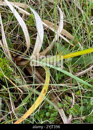 Black Alpine Sedge (Carex atrata Stock Photo - Alamy