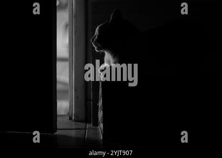 Black and white image of the silhouette of a cat lying in the shade, next to the door, receiving the sunlight coming from outside. Stock Photo