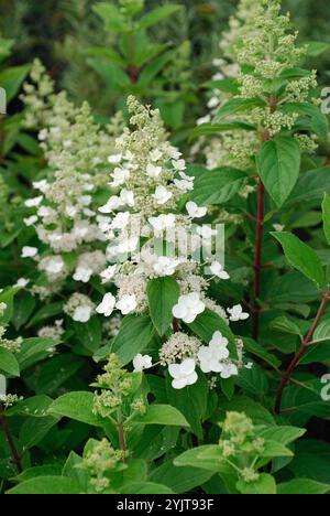 Hydrangea, Hortensie, hortensia paniculata Tardiva Stock Photo