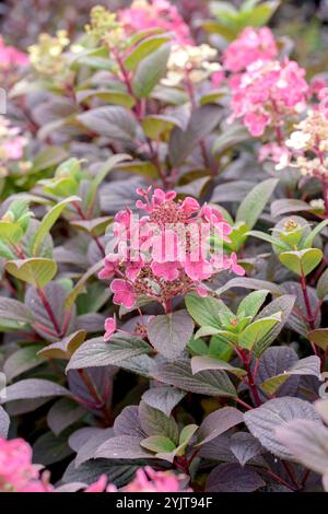 Rispen-Hortensie Hydrangea, Hortensie, hortensia paniculata LITTLE QUICK FIRE Stock Photo