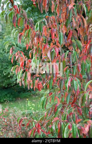 Chinesischer Tupelobaum, Nyssa sinensis Jim Russel, Chinese tupelo, Nyssa sinensis Jim Russel Stock Photo