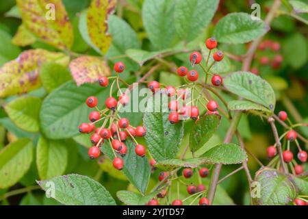 Vielbluetige Rose, Rosa multiflora, Multiflora Rose, Rosa multiflora Stock Photo