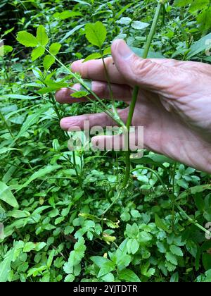 Fool's Watercress (Helosciadium nodiflorum) Stock Photo