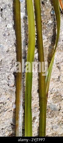 unbranched bur-reed (Sparganium emersum) Stock Photo