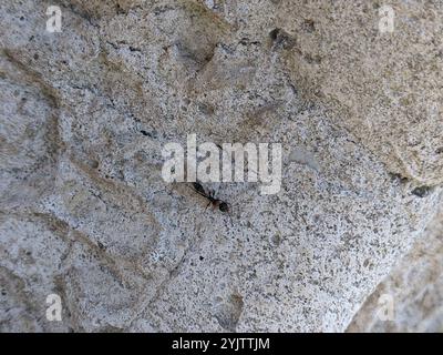 Graceful Twig Ant (Pseudomyrmex gracilis) Stock Photo