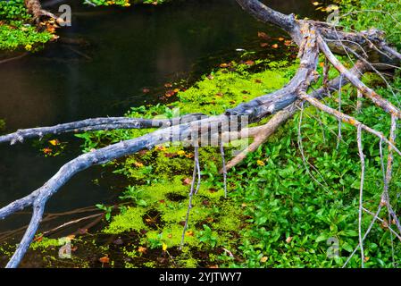 Riaza River. Hoces del Riaza Natural Park. Maderuelo. Segovia province. Castilla y Leon. Spain. Stock Photo