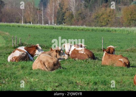 01.11.2024, Handenberg, AUT, Unterwegs in Oberösterreich, Symbolbild, Themenbild, Verschiedene Themenbilder, im Bild Feature, Kuh, Kühe, Weide, Grasen, Grüne Wiese, Landwirtschaft, Bio, Bauer, Ohrmarken, Kühe liegen in der Wiese, *** 01 11 2024, Handenberg, AUT, On the road in Upper Austria, symbol picture, theme picture, various theme pictures, in picture feature, cow, cows, pasture, grazing, green meadow, agriculture, organic, farmer, ear tags, cows lying in the meadow, Stock Photo