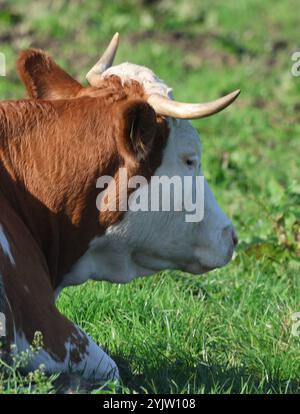 01.11.2024, Handenberg, AUT, Unterwegs in Oberösterreich, Symbolbild, Themenbild, Verschiedene Themenbilder, im Bild Feature, Kuh, Kühe, Weide, Grasen, Grüne Wiese, Landwirtschaft, Bio, Bauer, Ohrmarken, Kühe liegen in der Wiese, *** 01 11 2024, Handenberg, AUT, On the road in Upper Austria, symbol picture, theme picture, various theme pictures, in picture feature, cow, cows, pasture, grazing, green meadow, agriculture, organic, farmer, ear tags, cows lying in the meadow, Stock Photo