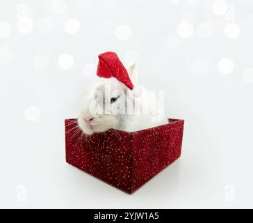Rabbit celebrating christmas wearing a santa claus santa inside of a present box decoration. Isolated on white background Stock Photo
