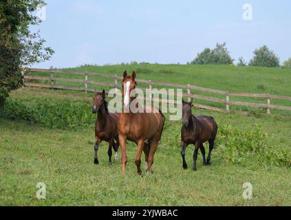 three horses running free in field of green grass in pen paddock or pasture of farm barn stable one chestnut horse with white blaze and two bay horses Stock Photo