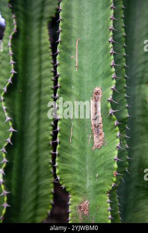 A cactus in the Mediterranean Biome a part of the Multiple greenhouse complex by Grimshaw Architects at The Eden Project in Cornwall Stock Photo