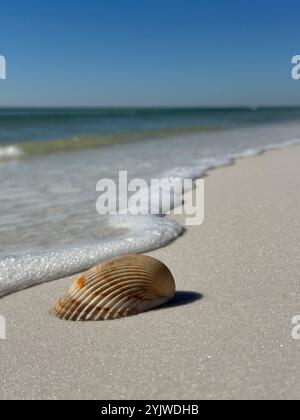 Selective focus seashell on beach sand Stock Photo