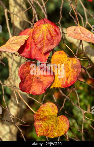 Stunning leaf colour of Cercis Canadensis 'Ruby Falls’ on the tree in late autumn. Alluring,  Dependable, Genuine, moody, nouveau, healthy, soulful, Stock Photo