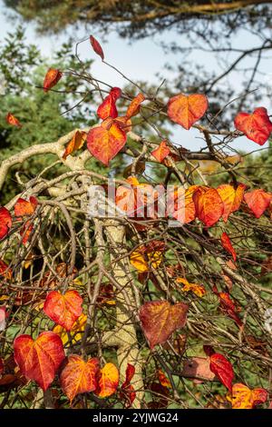 Stunning leaf colour of Cercis Canadensis 'Ruby Falls’ on the tree in late autumn. Alluring,  Dependable, Genuine, moody, nouveau, healthy, soulful, Stock Photo