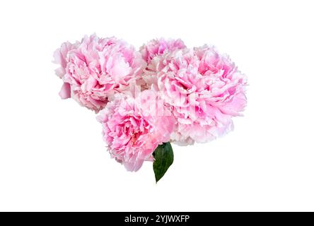 Peonies isolated  on white background. Pink flowers. Stock Photo