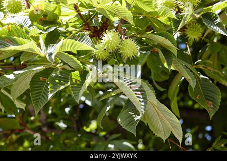 Abstract image of ripe chestnut in autumn park. Horse-chestnuts on conker tree branch - Aesculus hippocastanum fruits Stock Photo